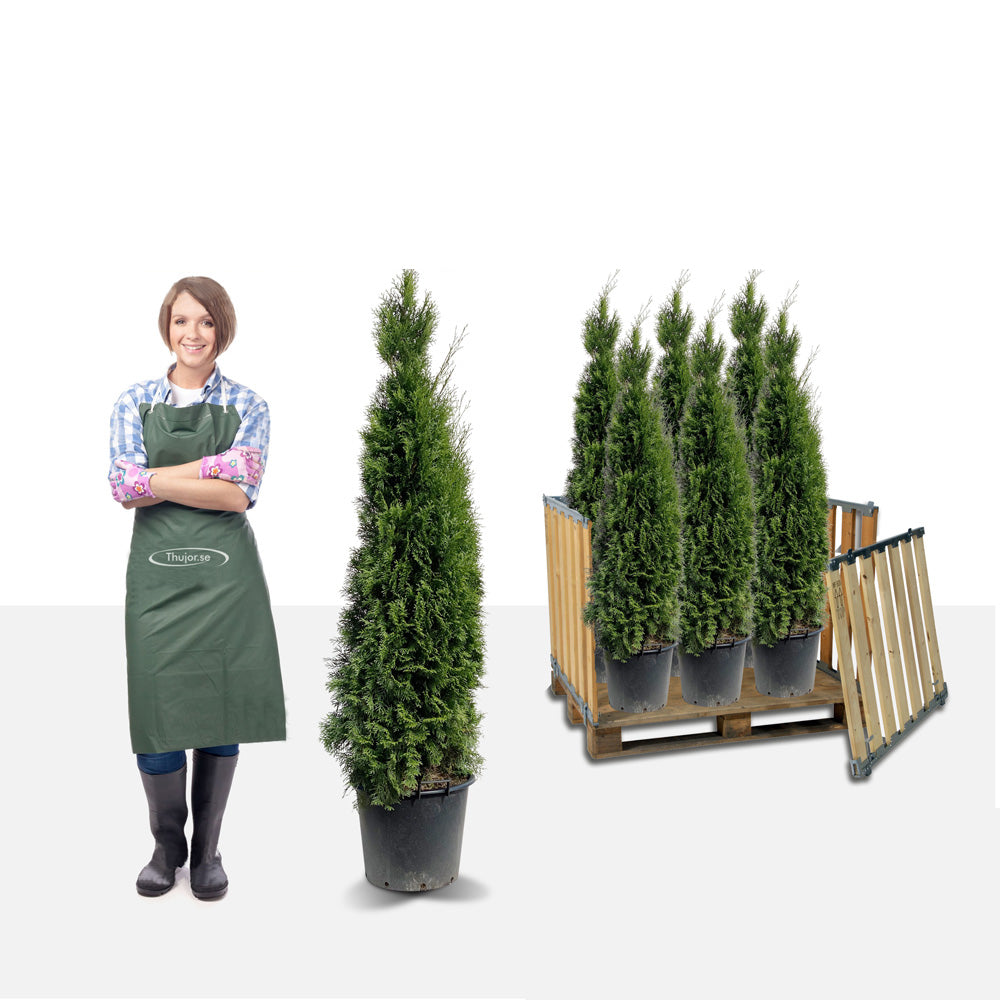 Stort paket - 34 st Tuja Smaragd 170+ cm - Fri frakt