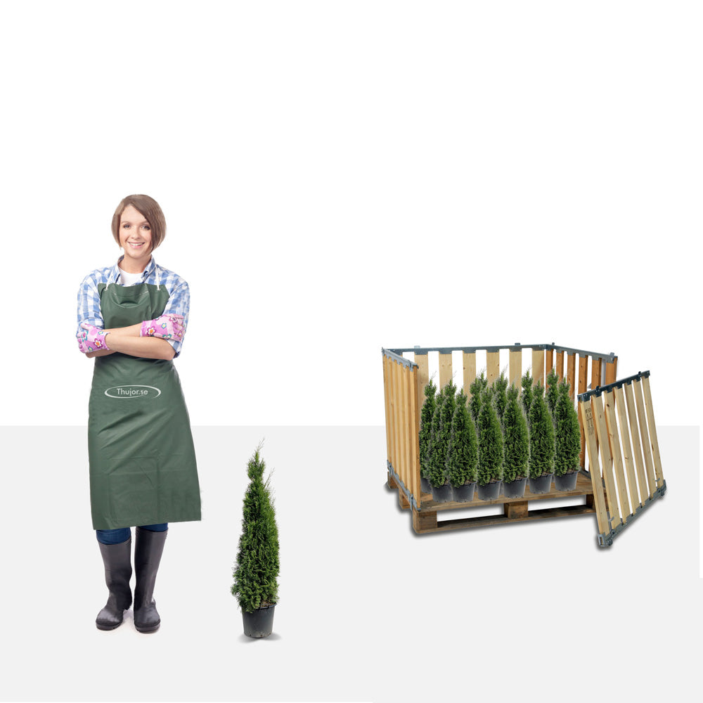 Stort paket - 200 Tuja Smaragd 50+ cm - Fri frakt