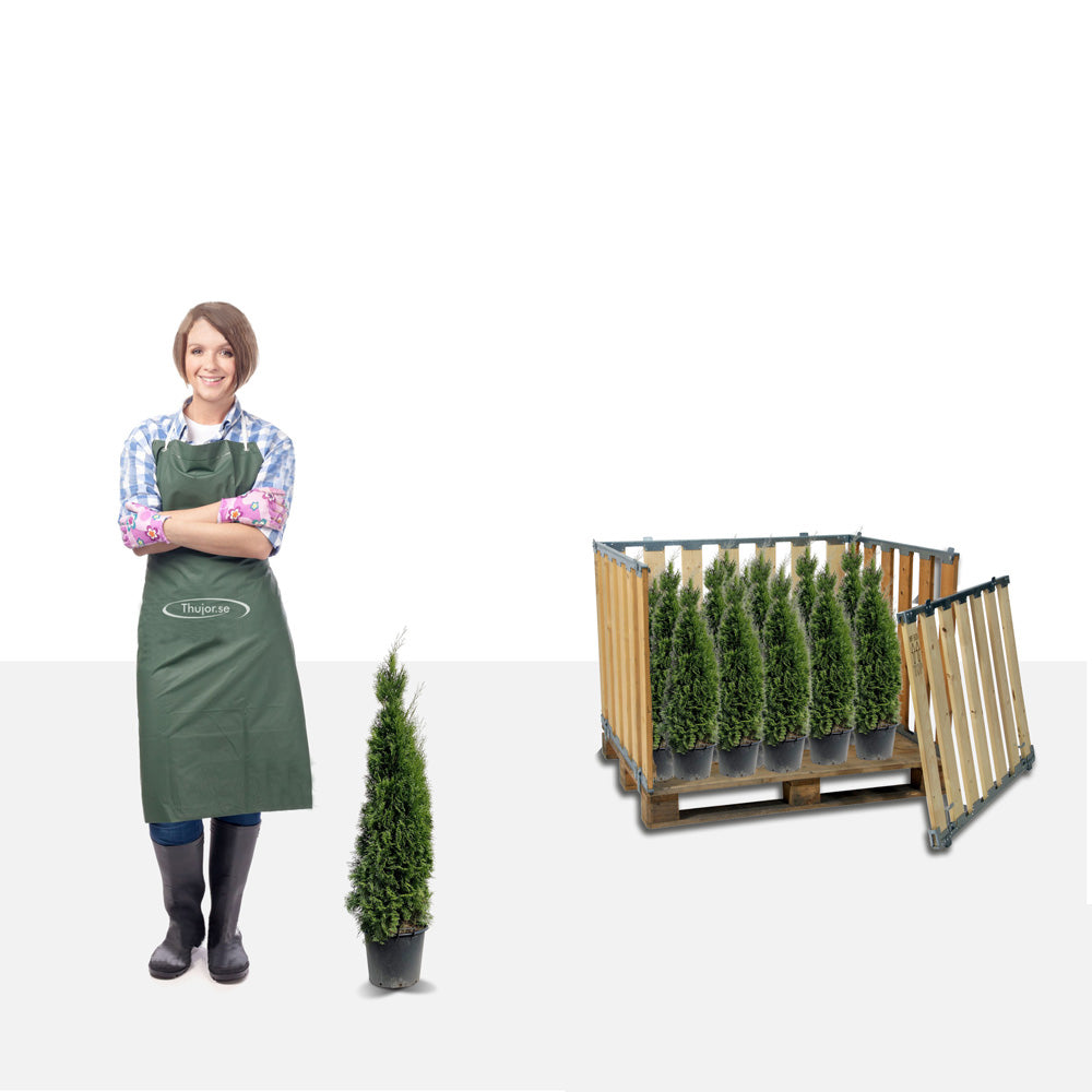 Stort paket - 200 Tuja Smaragd 70+ cm - Fri frakt