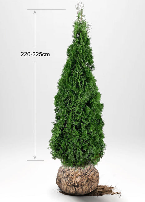 Thuja Smaragd 200-225 cm, RB, Kvalitet: Landscape Quality XL