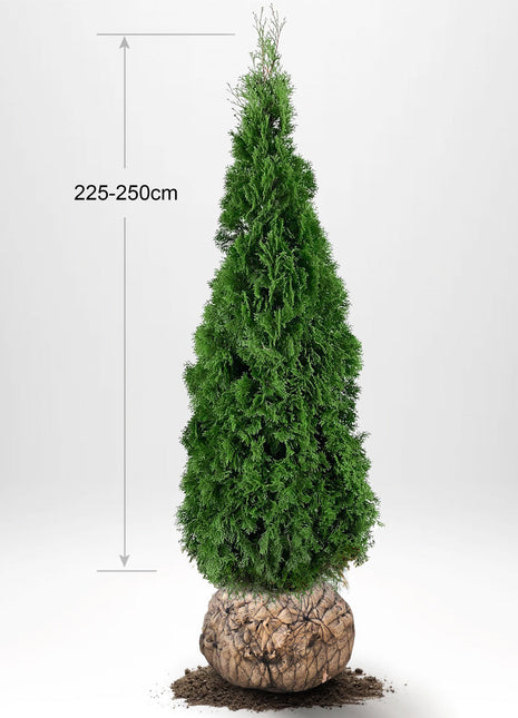 Thuja Smaragd 225-250 cm, RB, Kvalitet: Landscape Quality XL - Ensom Q
