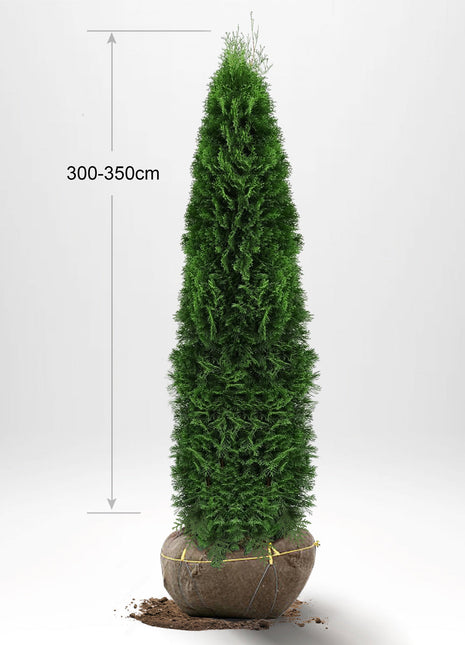 Thuja Smaragd 300-340 cm, RB, Kvalitet: Standard