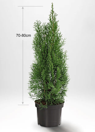 Thuja Smaragd 60-80 cm, Pottedyrket, Kvalitet: Standard