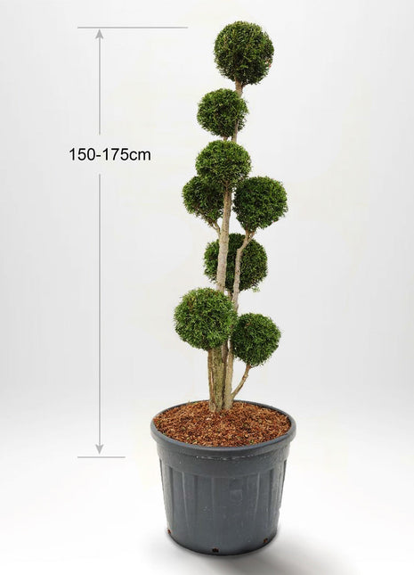 Thuja Smaragd bonsai 60-175 cm, Pottedyrket 20-90L, Kvalitet: Landscape Quality