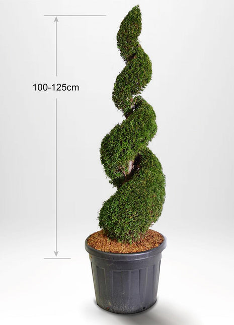 Thuja Smaragd spiral 100-175 cm, Pottedyrket 25-90L, Kvalitet: Landscape Quality