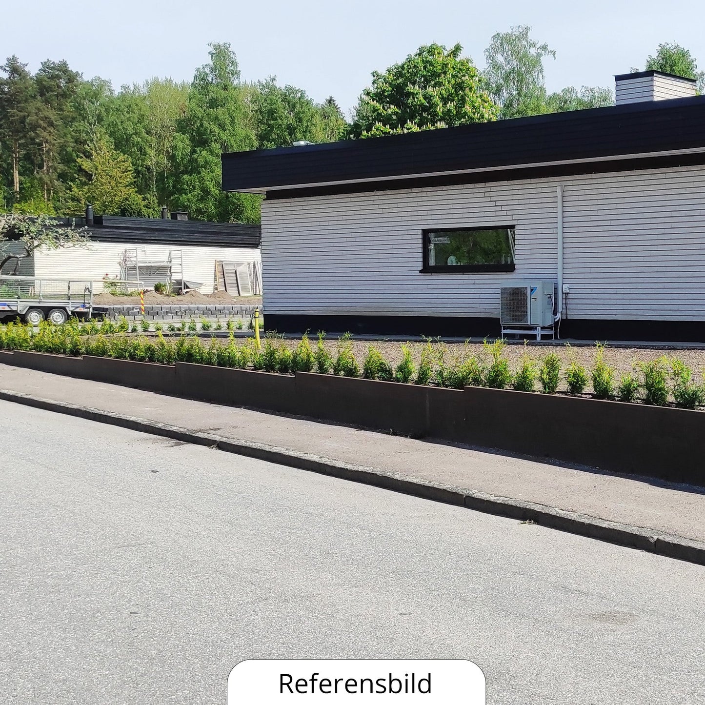 Thuja Brabant 20-40cm, Pottedyrket P9, Kvalitet: Standard