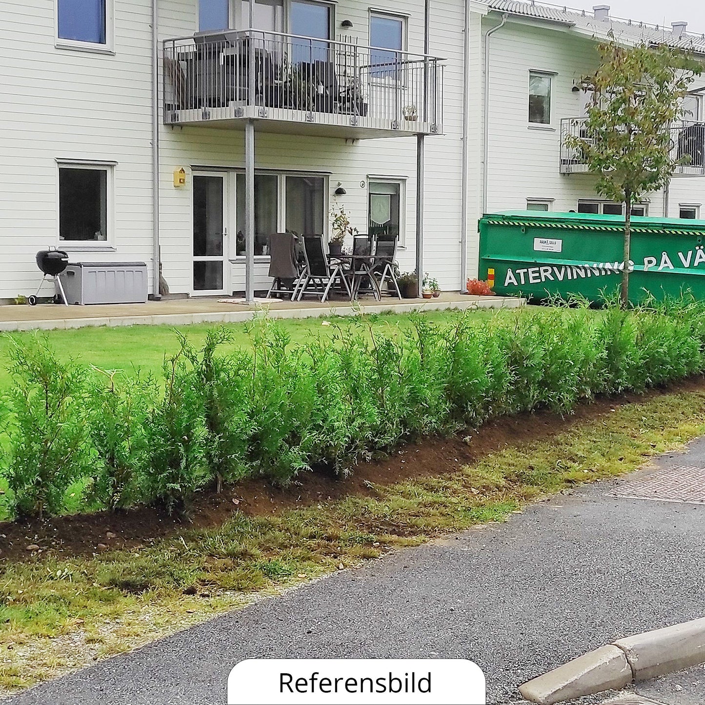 Thuja Occ Brabant 60/80 cm, Potted Co 2, Kvalitet: Standard