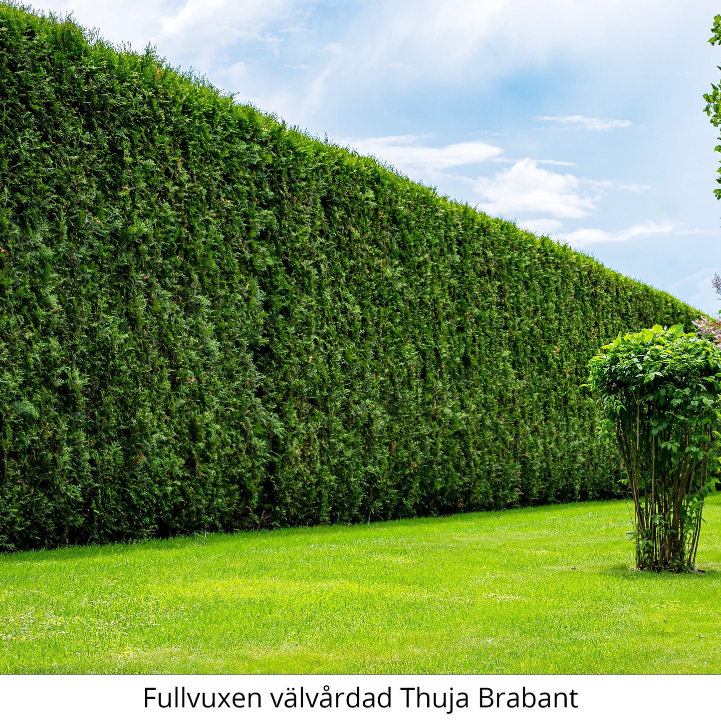 Thuja Brabant 180-200 cm, Potted Co 12 - Landscape Q