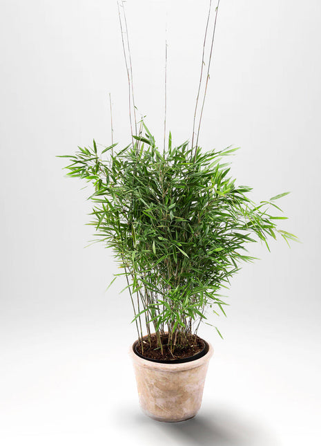 Glans bambus - Fargesia Trifina, Pottedyrket