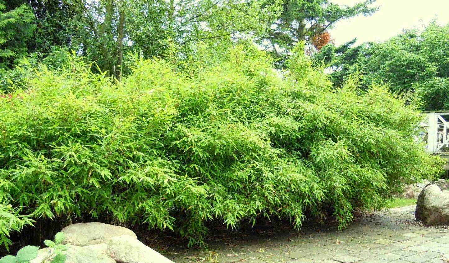 Fjellbambus - Fargesia Bimbo, Pottedyrket