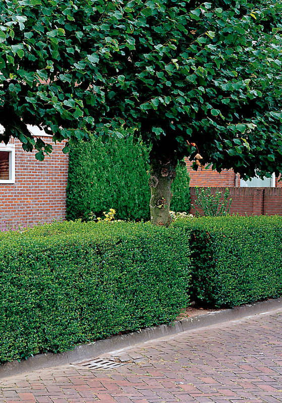 Liguster Ovalifolium - 60-100 cm, Barrot, Bredbladet - 25 st.