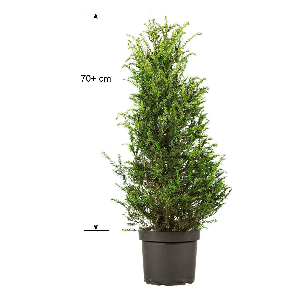 Taxus Hilli 60+ cm, Grytfat 5L