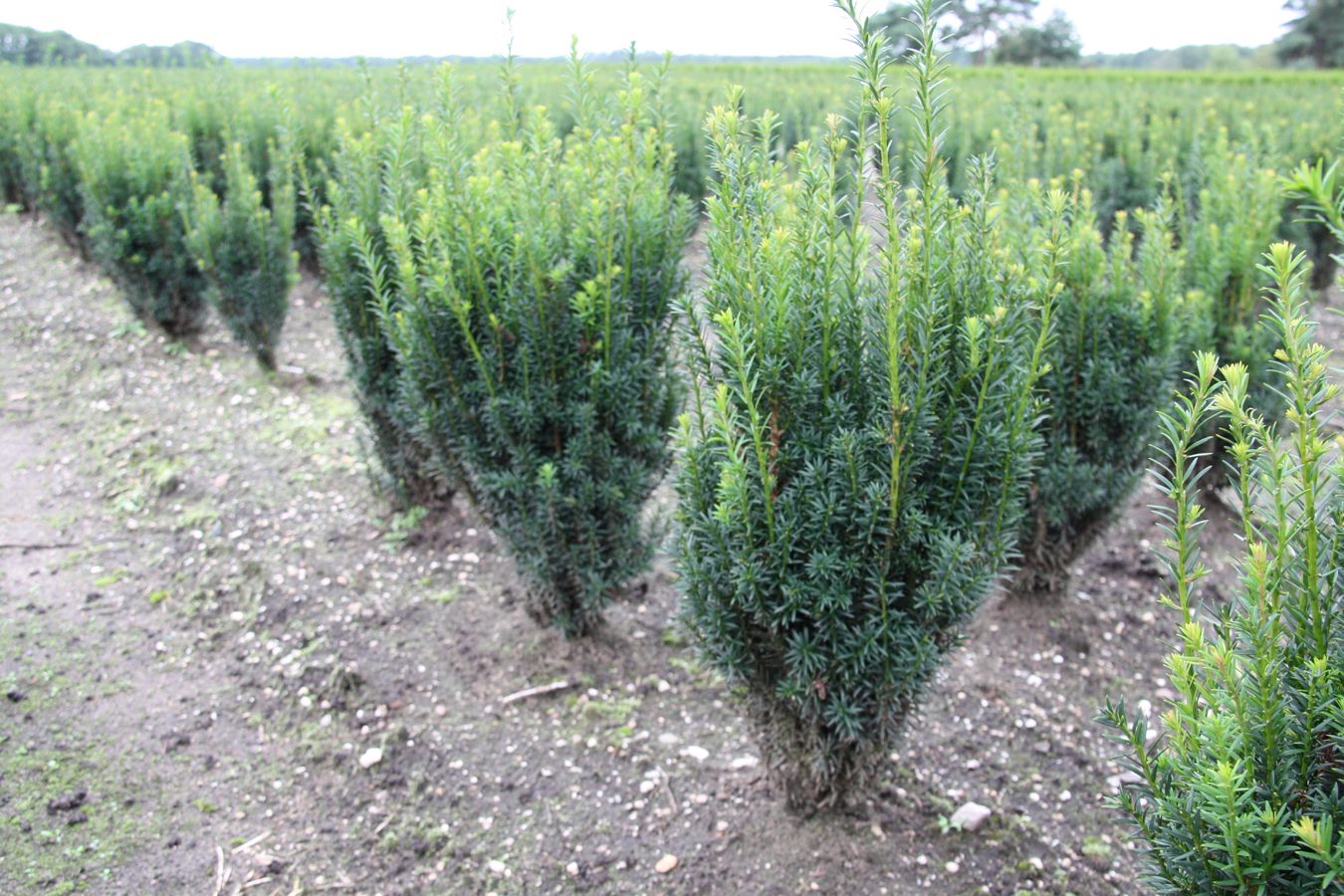 Taxus media 'Rising Star' 60-80, rotklump