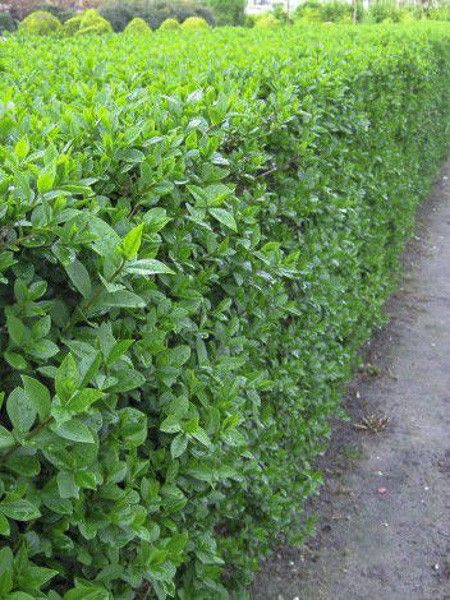 Liguster - Ligustrum Ovalifolium Green Diamond 30-50 cm - BR - 25 pack - Fri frakt