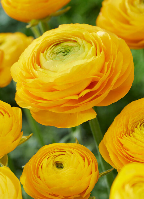 Bukettranunkel-Ranunculus 'Yellow' 10 pakke