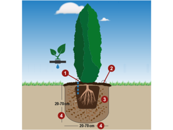 Hvordan du enkelt planter en Thuja