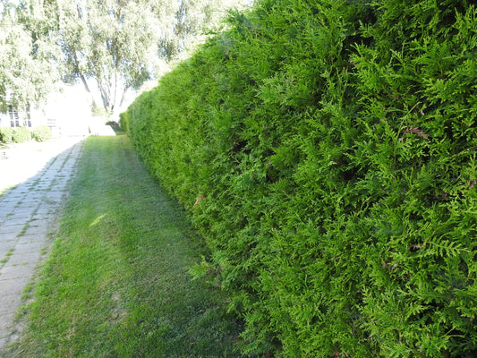 Bestill vårplantingen din i dag og få 15% rabatt!