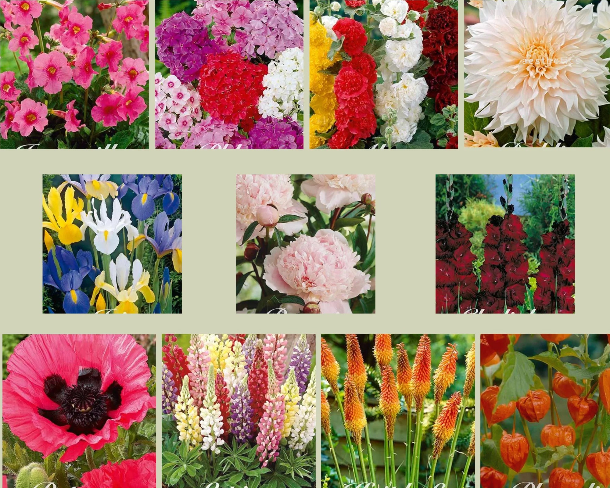 Dahliaer, Alcea, Phlox, Gladiolus, Incarvillea, Iris, Kniphofia, Lupiner, Peonies, Physalis og valmuer