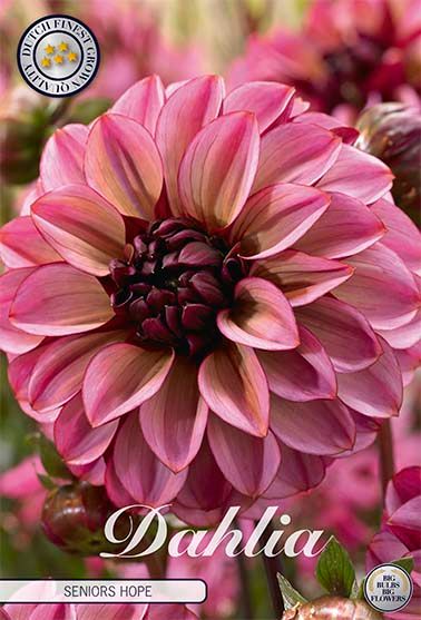 Dahlia finner du på Svedberga.no