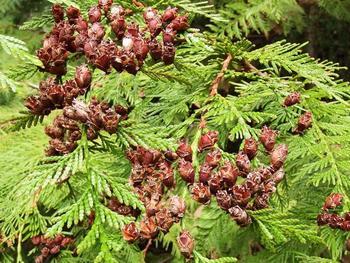 Kongler i thuja-hekken.