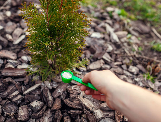 Derfor bør du gjødsle thuja og eviggrønne planter.