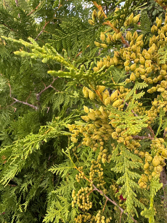 Kongler på thuja – hva betyr det, og hva gjør du?