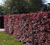 Blodbøk - Fagus sylvatica f. purpurea