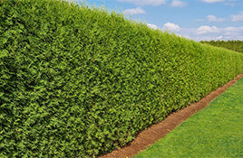 Thuja Brabant