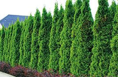 Collection image for: Thuja Smaragd - P&K