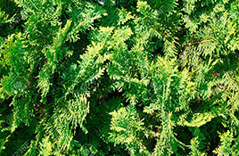 Thuja Columna