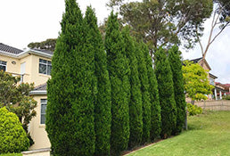 Thuja Fastigiata