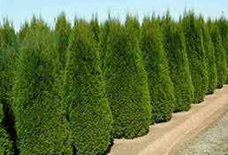 Thuja Pyramidalis