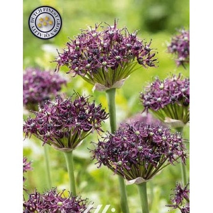 Allium 'Artropurpureum' 5-pakk