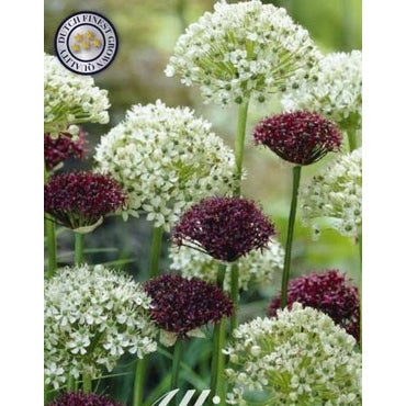 Allium 'Brother' 5-pakning