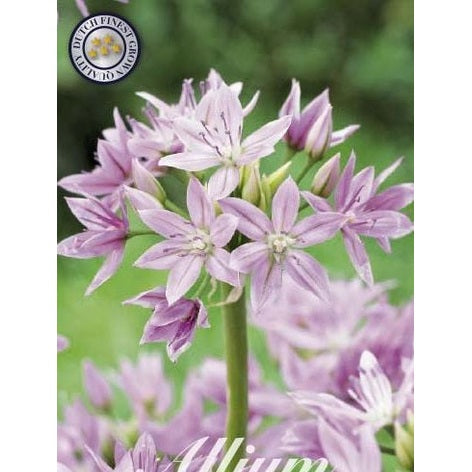 Allium 'Eros' 10-pakning