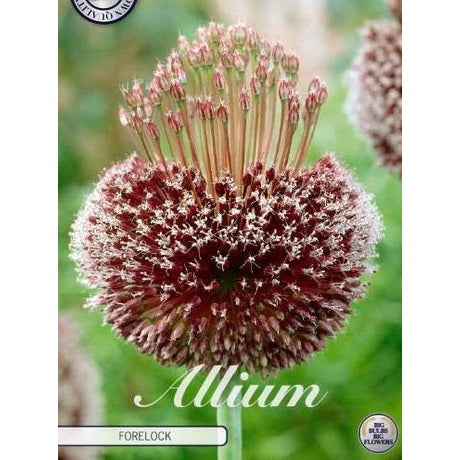 Allium 'Forelock' 1-pakning