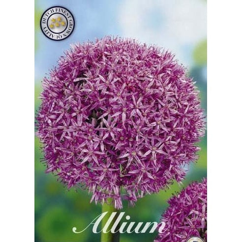 Allium 'Globemaster' 1-pakning