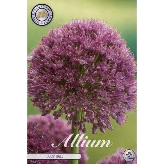 Allium 'Lucy Ball' 1-pakk