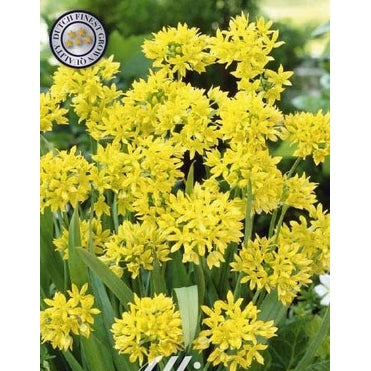 Allium 'Moly' 20-pakning