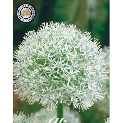 Allium 'Mount Everest' 1-pakning