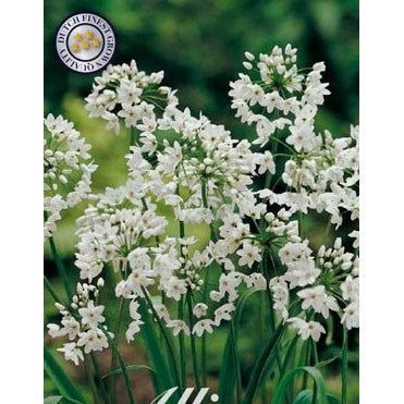 Allium 'Neapolitanum' 20-pakning