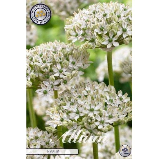 Allium 'Nigrum' 5-pakning
