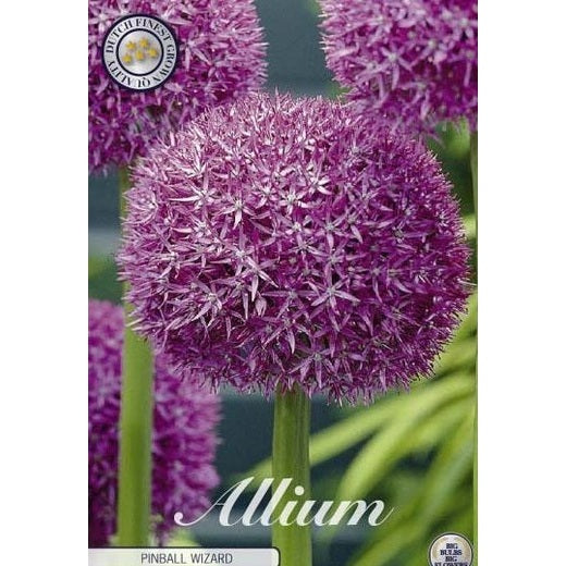Allium 'Pinball Wizard' 1-pakning