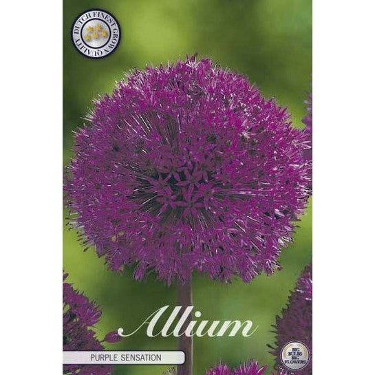 Allium 'Purple Sensation' 5-pakning