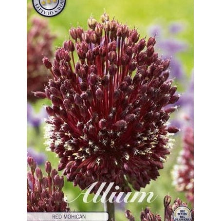 Allium 'Red Mohican' 2-pakning
