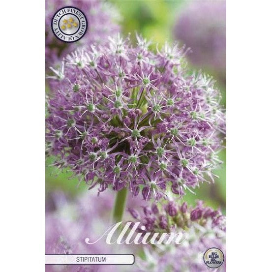 Allium 'Stipitatum' 2-pakning