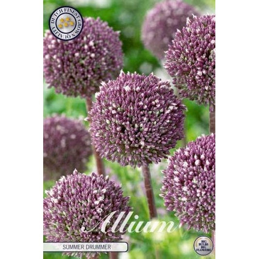 Allium 'Summer Drummer' 3-pakning