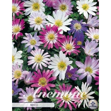 Balkansymre - Anemone Blanda 'Mixed' 20-pakning