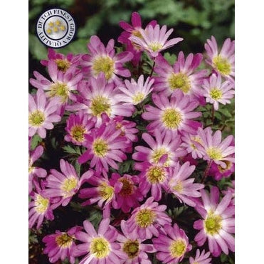 Balkansymre-Anemone Blanda 'Pink Star' 10-pakning