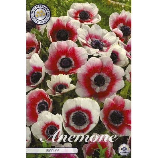 Bukettanemone - Anemone Coronaria 'Bicolor' 20-pakning